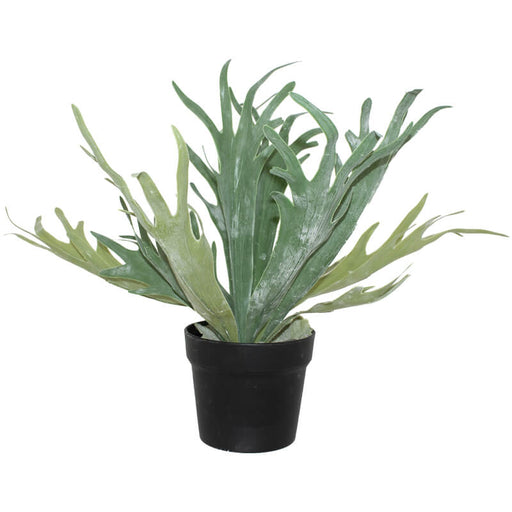 STAGHORN IN POT 45CM TRANS NATAL CUT GLASS