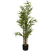 BAMBOO TREE IN POT 1.2M TRANS NATAL CUT GLASS