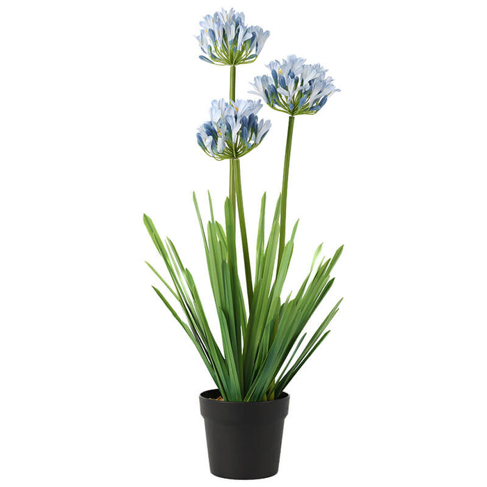 AGAPANTHUS IN POT BLUE TRANS NATAL CUT GLASS