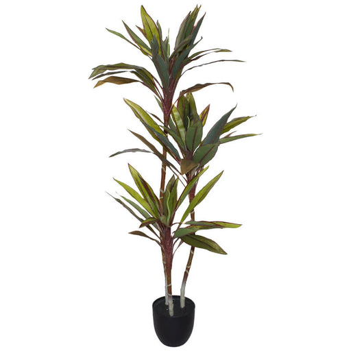 CROTON PLANT 1.2M TRANS NATAL CUT GLASS