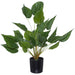 ELEPHANT EAR PLANT 65CM TRANS NATAL CUT GLASS