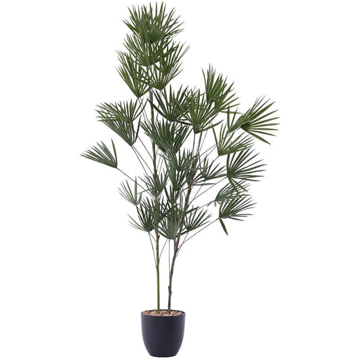 FINGER LEAF PALM 120CM TRANS NATAL CUT GLASS