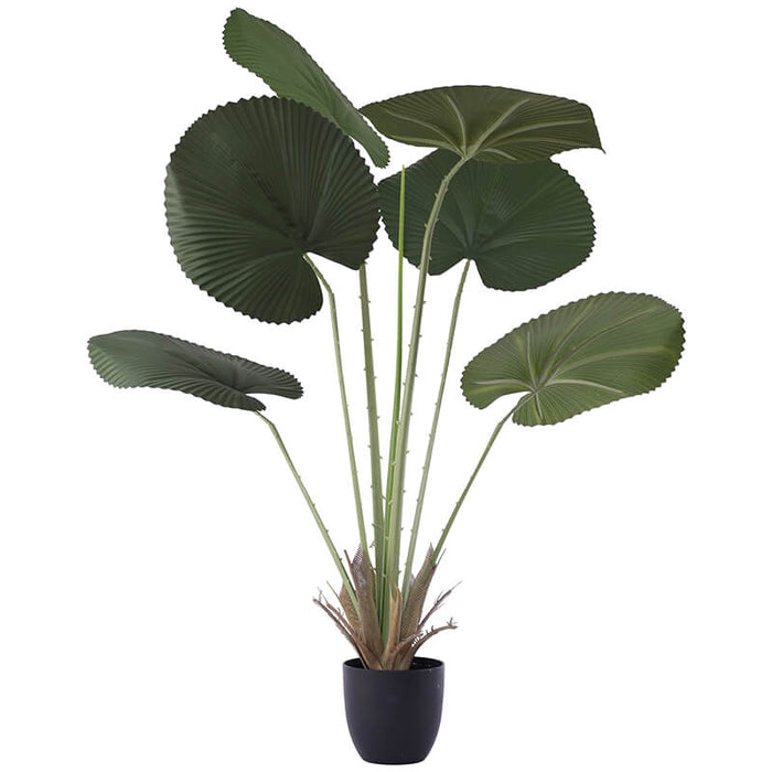 FAN LEAF PALM 120CM TRANS NATAL CUT GLASS