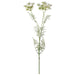 QUEEN ANNE LACE STEM 85CM TRANS NATAL CUT GLASS