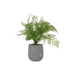 FERN POTTED PLANT 40CM TRANS NATAL CUT GLASS