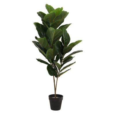 FIDDLE LEAF FIG TREE 90CM TRANS NATAL CUT GLASS