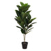 FIDDLE LEAF FIG TREE 90CM TRANS NATAL CUT GLASS