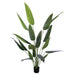 BANANA LEAF PLANT IN POT 1.5M TRANS NATAL CUT GLASS