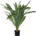 DRAGON PLANT IN POT 80CM