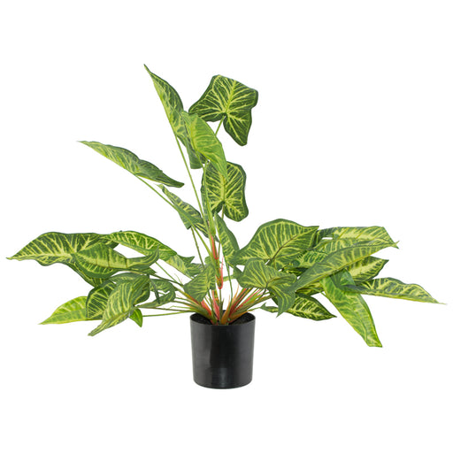 TARO POTTED PLANT 35CM  