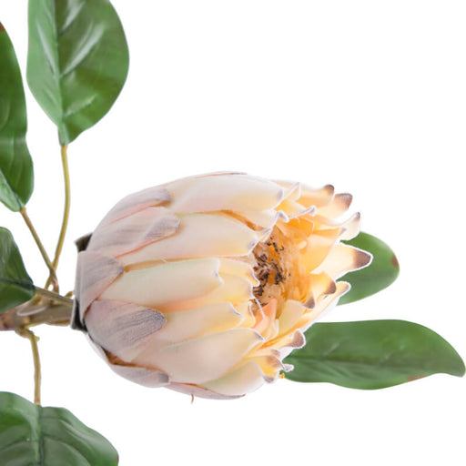 LIGHT PEACH PROTEA 57CM TRANS NATAL CUT GLASS