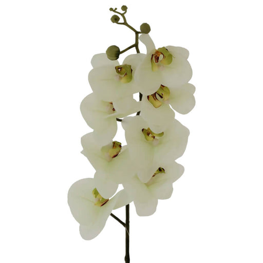 GREEN ORCHID 88CM TRANS NATAL CUT GLASS