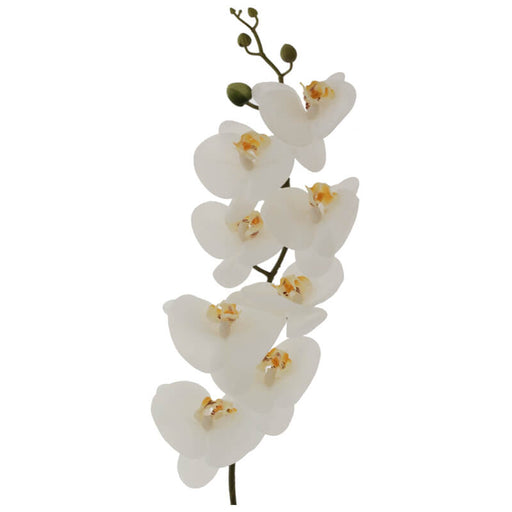 WHITE ORCHID 88CM TRANS NATAL CUT GLASS