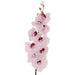 PINK FLECK REAL TOUCH ORCHID 104CM TRANS NATAL CUT GLASS