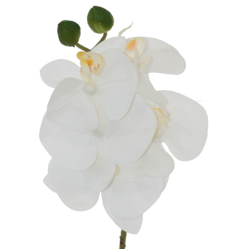 WHITE ORCHID 44CM TRANS NATAL CUT GLASS