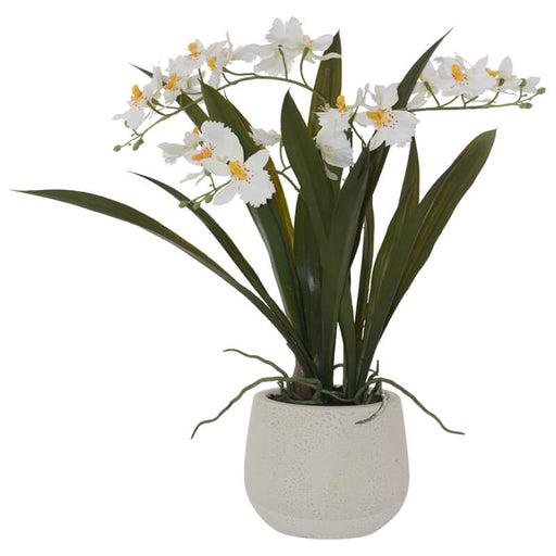 WHITE ONCIDIUM ORCHID IN POT 46CM TRANS NATAL CUT GLASS