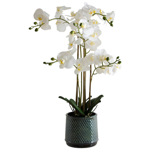 WHITE ORCHID IN GREY POT 71CM TRANS NATAL CUT GLASS