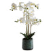 WHITE ORCHID IN GREY POT 71CM TRANS NATAL CUT GLASS