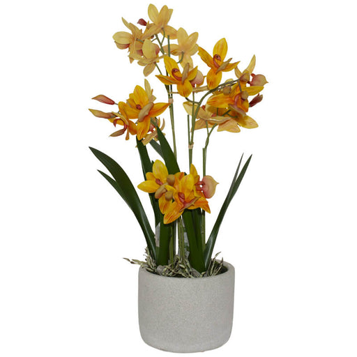 ORANGE SWAN ORCHID 56CM BEIGE POT TRANS NATAL CUT GLASS