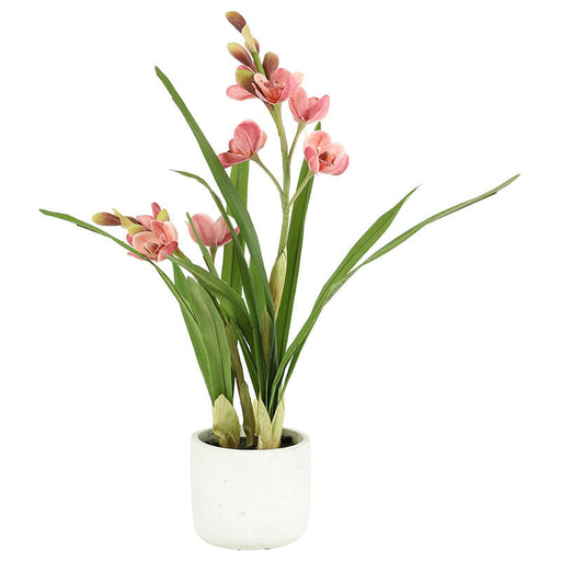 PINK CYMBIDIUM IN POT 55CM TRANS NATAL CUT GLASS