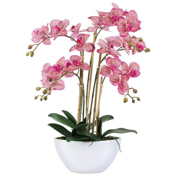 FUCHSIA ORCHID IN WHITE POT 66CM TRANS NATAL CUT GLASS