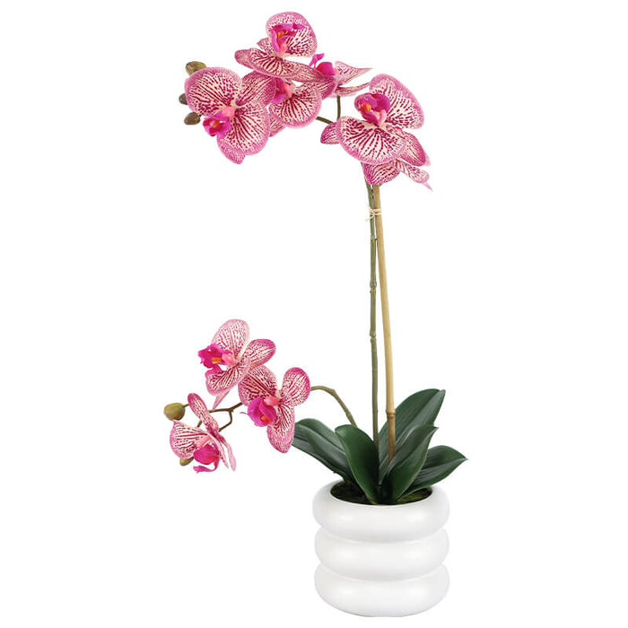 FUCHSIA ORCHID IN WHITE POT 51CM TRANS NATAL CUT GLASS