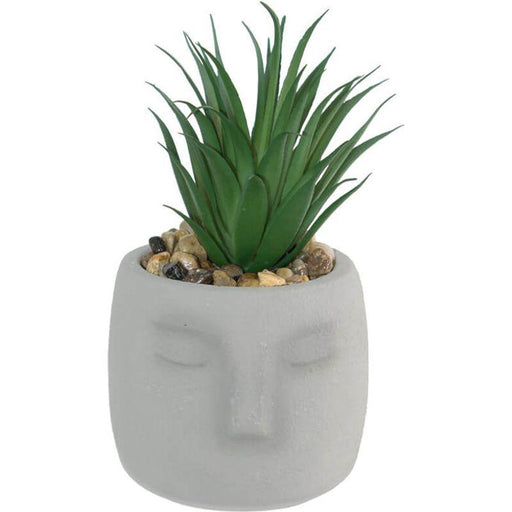 ALOE IN FACE POT 12X19CM