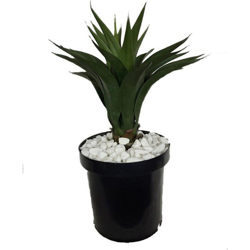 AGAVE 65CM IN 32CM LINER