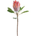 DARK PEACH PROTEA 57CM