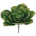 GREEN DESERT ROSE