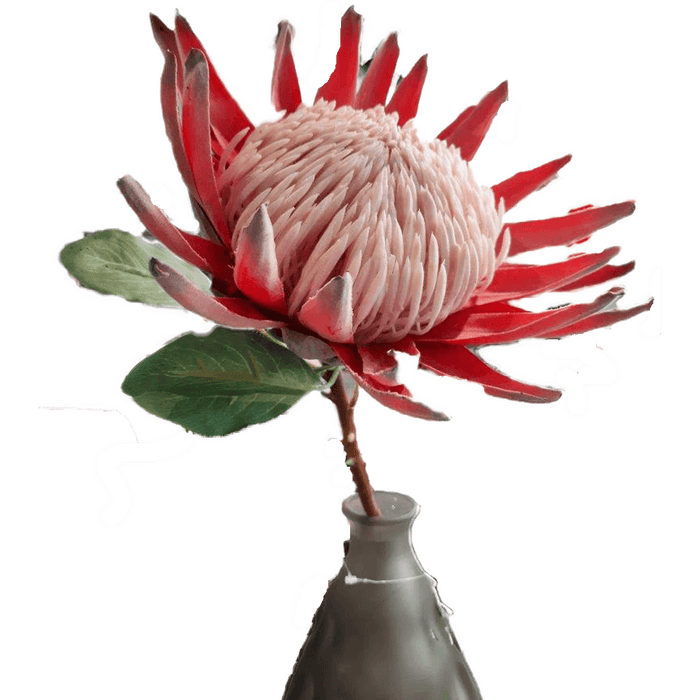 QUEEN PROTEA RUST ROSE