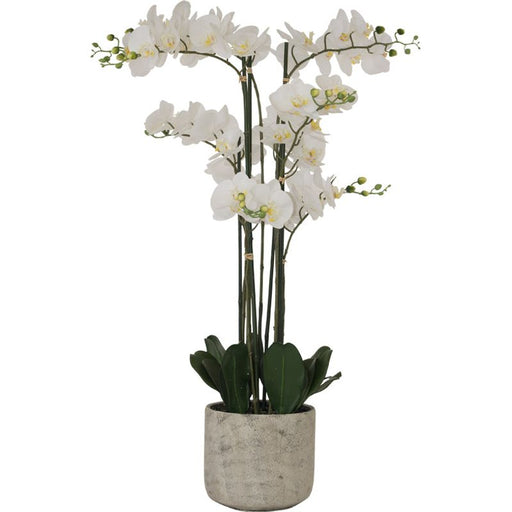 WHITE ORCHID 105CM