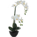 WHITE ORCHID IN BLACK POT 50CM