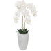 WHITE ORCHID IN POT 125 CM