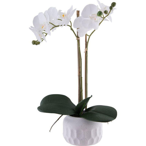 WHITE R/T ORCHID 43CM